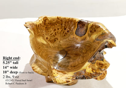 exotic one-of-a-kind live edge burl wood bowl sculpture, rustic yet refined, golden brown, bark, 5”x14x10, strong grain burl pattern, 312-O