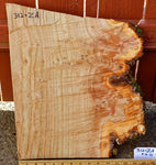 .. Irregular elm wood platter, wall hanging, tabletop sculpture burl, live edge bark, 1.75 tall x 17.75 long x 15 inches wide, Wabi Sabi 312-ZA