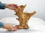 wood sculpture, natural, tabletop sculpture, Sitka spruce roots, 13 in x 8 x 14.5, wabi sabi, asymmetric, exotic, one-of-a-kind, 424-A