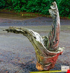 . unique Wabi Sabi, driftwood planter vase 26 inches tall x 24 x 10, swooping arms rustic natural, smooth thick and thin, one of a kind, 276-A