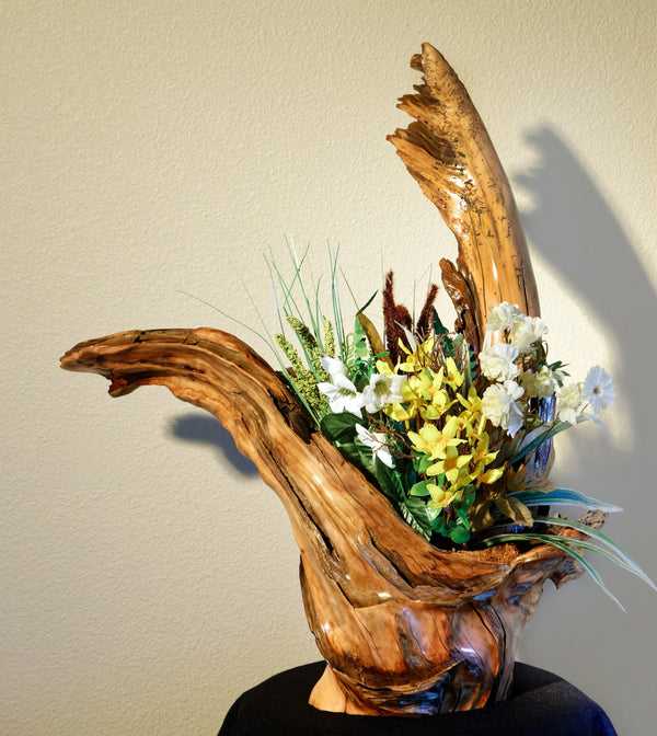 Wooden vase / planter driftwood root sculpture with natural patterns holding a bouquet of flowers against a plain background. Rustic yet refined.  26 inches Tall x 24 x 10; 15.5 lbs., golden brown, live edge without bark.  Freeform tree root has thick solid parts, juxtaposed with paper-thin natural features.
