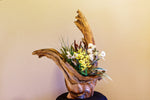 . unique Wabi Sabi, driftwood planter vase 26 inches tall x 24 x 10, swooping arms rustic natural, smooth thick and thin, one of a kind, 276-A