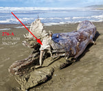 . unique Wabi Sabi, driftwood planter vase 26 inches tall x 24 x 10, swooping arms rustic natural, smooth thick and thin, one of a kind, 276-A