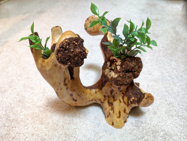 Wood vase sculpture, twisted, 2 part, rustic, unique, flowing, 9.5 in. tall x 10 x 9, Wabi Sabi, one of a kind, asymmetric, upcycled, 413-A