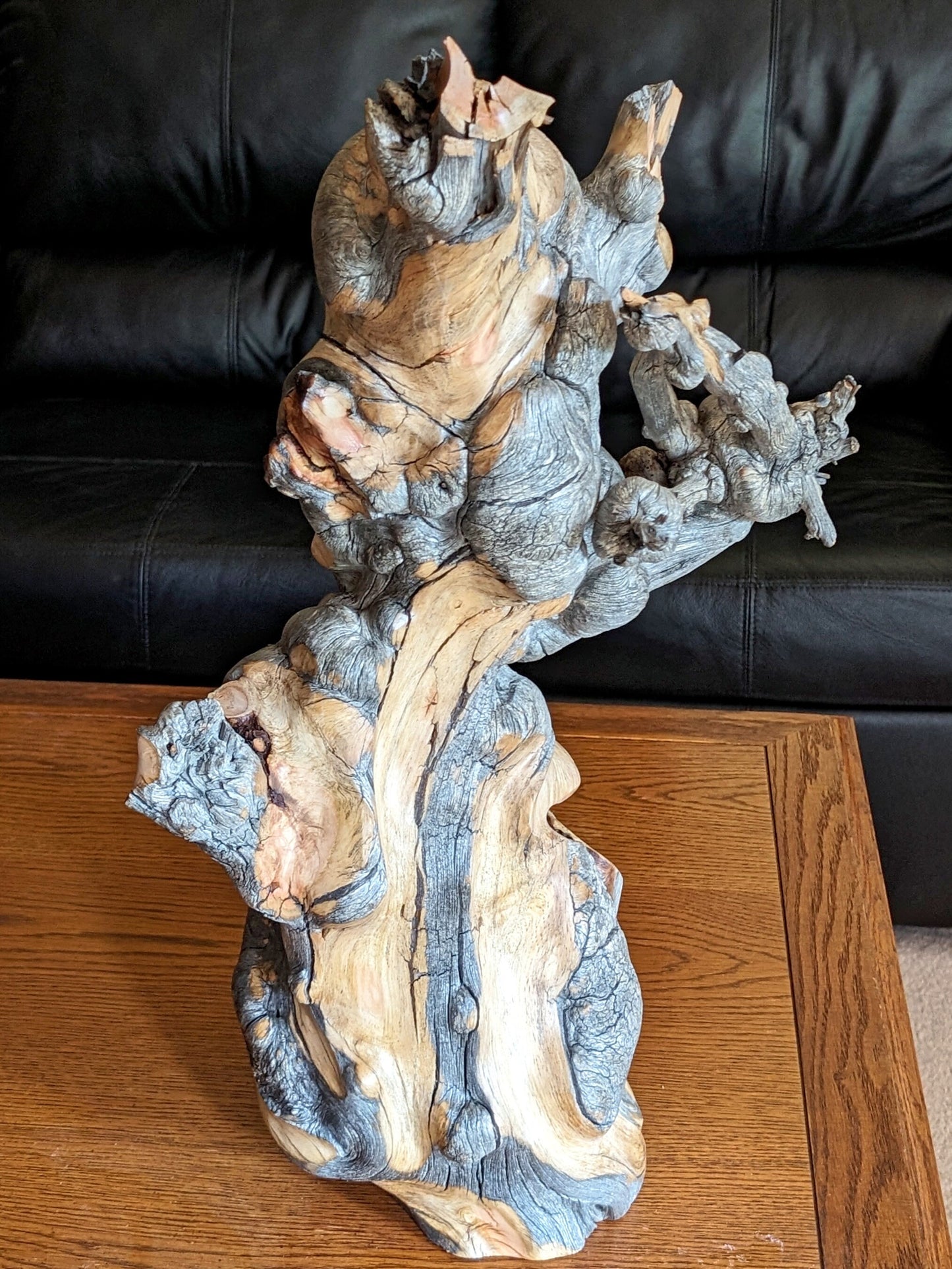 Freeform wood sculpture, Lodgepole pine forest fire "survivor", 33 tall x 19 x 12", 15 lbs, one-of-a-kind, asymmetric, 244-A