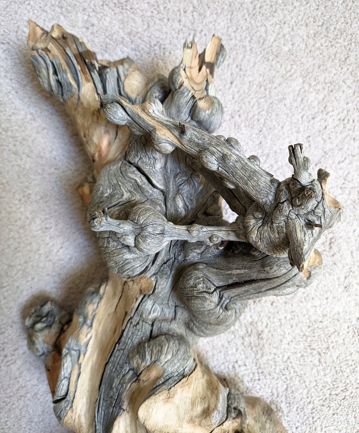 Freeform wood sculpture, Lodgepole pine forest fire "survivor", 33 tall x 19 x 12", 15 lbs, one-of-a-kind, asymmetric, 244-A
