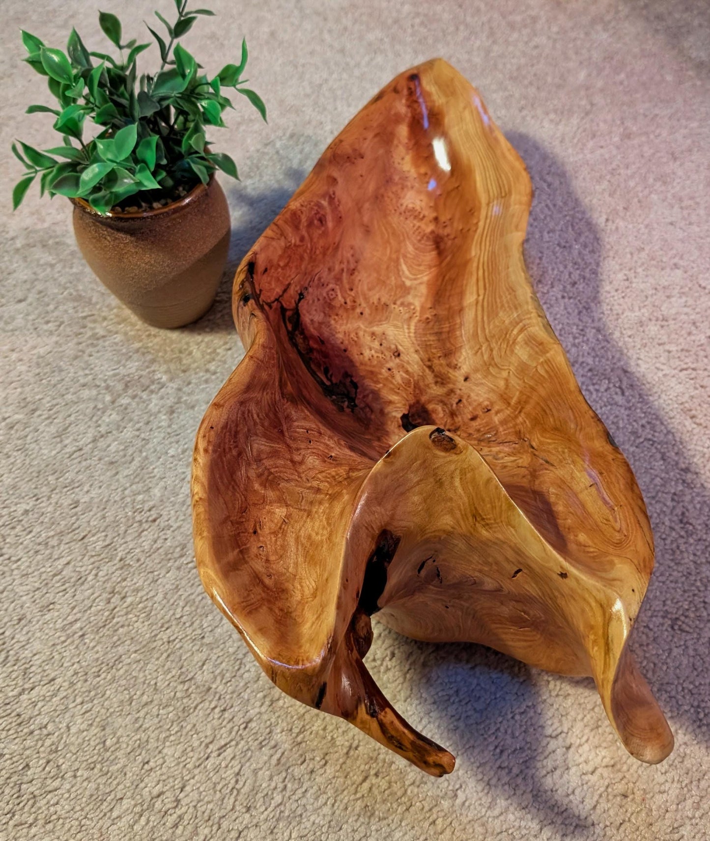 Driftwood bowl from Pacific Ocean, Sitka spruce, wood, natural colors golden brown, irregular, 6" tall x 19 x 8, Wabi Sabi  one-of-a-kind, 580-A