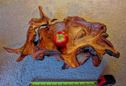 exotic root bowl, Ponderosa pine rustic refined wood, live edge, natural gold maroon brown, rich grain, 7" tall x 20.5, unique, 593-A1