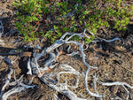 Manzanita wall hanging, twisted wood natural sculpture, twisted branches & roots, 27x16.5x9.5'', Wabi Sabi, one-of-a-kind, upcycled, 605-A