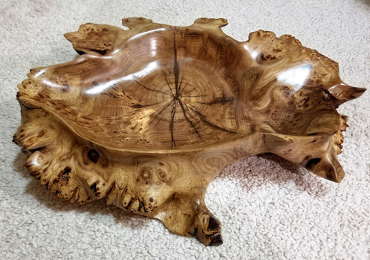 Siberian black elm shallow burl bowl, irregular platter, wall hanging, tabletop sculpture, live edge bark, 2.75"T x 15L, Wabi Sabi, 312-E3
