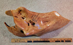 ocean driftwood bowl, Sitka spruce, wood, natural colors golden maroon tan, irregular, 6" tall x 19 x 8, Wabi Sabi  one-of-a-kind, 580-A