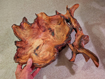 exotic root bowl, Ponderosa pine rustic refined wood, live edge, natural gold maroon brown, rich grain, 7" tall x 20.5, unique, 593-A1