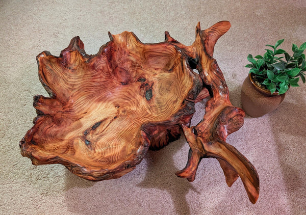 exotic root bowl, Ponderosa pine rustic refined wood, live edge, natural gold maroon brown, rich grain, 7" tall x 20.5, unique, 593-A1