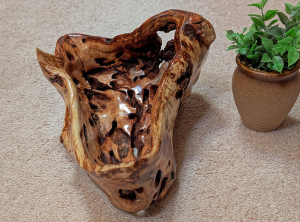 buggy bowl with holes, unique exotic wood, bowl sculpture, rich natural color, 6.5"Tx14x11, Wabi Sabi, one-of-a-kind, asymmetric, 622-A
