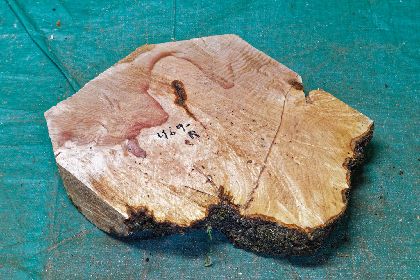figured maple platter, live edge wood, 3.37 tall x 18 x 14'', 3.0 lb, Wabi Sabi, one-of-a-kind, irregular sides, asymmetric, upcycled, 469-R