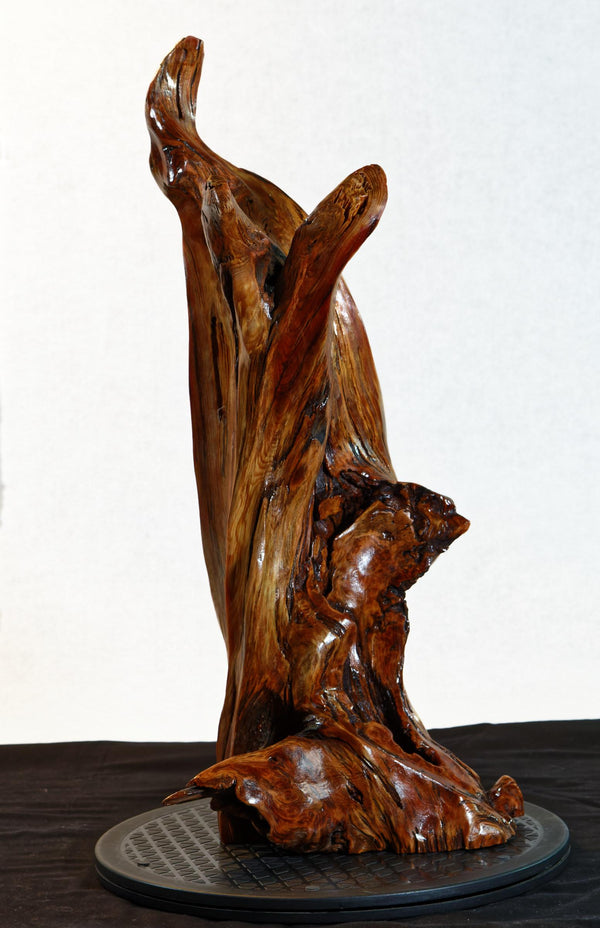 wood root sculpture, desktop tabletop, 20.3” tall, golden brown, Ponderosa pine tree roots, Wabi Sabi, Exotic one-of-a-kind, 342-C