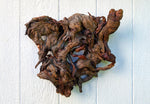 conjoined tree roots wall hanging sculpture, Ponderosa pine, wood, rustic, 19" x 16, Wabi Sabi, one-of-a-kind, asymmetric, ornate, 661-B