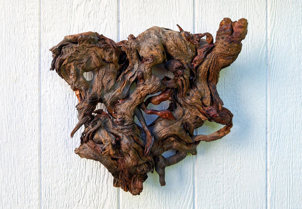 conjoined tree roots wall hanging sculpture, Ponderosa pine, wood, rustic, 19" x 16, Wabi Sabi, one-of-a-kind, asymmetric, ornate, 661-B