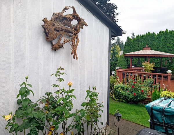 conjoined roots wall sculpture, Ponderosa pine wood, rustic refined, matte, 36x34x8.5'', Wabi Sabi, one-of-a-kind, irregular, ancient, 661-A