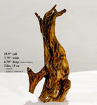 . 15 inch tall tabletop wood sculpture from a long time down-and-dead Ponderosa pine tree killed by lightening, 220-B