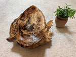 driftwood root bowl, twisted, swooping, one of a kind, maroon brown gold, 14.7'' T x 25.5, obsidian rock floor, Wabi Sabi, fruit bowl, 598-A