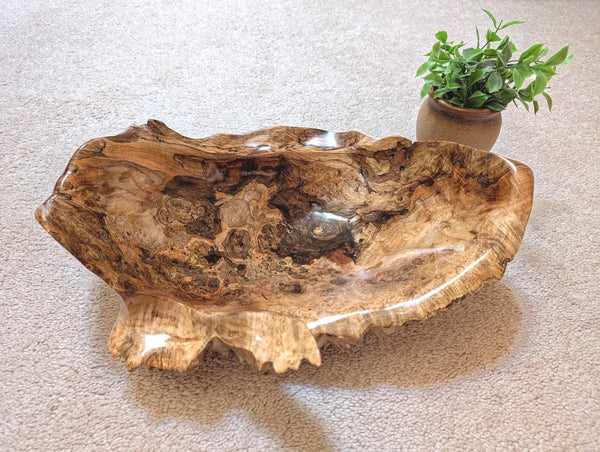 driftwood root bowl, twisted, swooping, one of a kind, maroon brown gold, 14.7'' T x 25.5, obsidian rock floor, Wabi Sabi, fruit bowl, 598-A