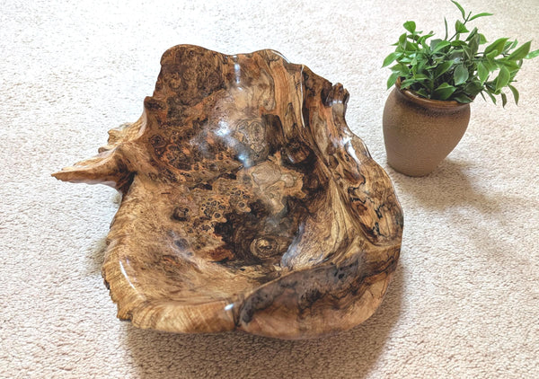 driftwood root bowl, twisted, swooping, one of a kind, maroon brown gold, 14.7'' T x 25.5, obsidian rock floor, Wabi Sabi, fruit bowl, 598-A