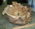 .. figured Siberian elm wood burl bowl, exotic irregular, one of a kind, golden blond & brown, live edge, 22 inch long by 18 by 11 tall, 312-i