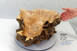 .. figured Siberian elm wood burl bowl, exotic irregular, one of a kind, golden blond & brown, live edge, 22 inch long by 18 by 11 tall, 312-i