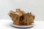 .. figured Siberian elm wood burl bowl, exotic irregular, one of a kind, golden blond & brown, live edge, 22 inch long by 18 by 11 tall, 312-i