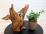 .. desktop sculpture, figured spruce root, wood sculpture, rustic refined, golden brown, 10.25'' tall, Wabi Sabi, one-of-a-kind, uneven, 256-A