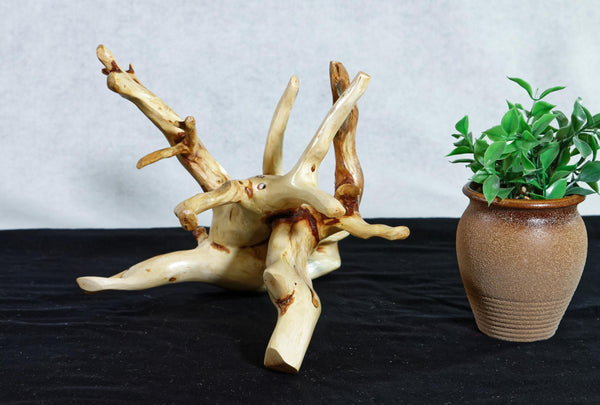 tabletop sculpture, lodgepole pine, witches broom, wood, rustic yet refined, 9.25 tall x12x10.5'', one-of-a-kind, asymmetric,616-A