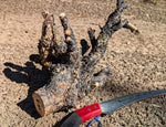 tabletop sculpture, lodgepole pine, witches broom, wood, rustic yet refined, 9.25 tall x12x10.5'', one-of-a-kind, asymmetric,616-A