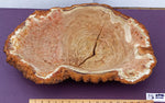 large live edge burl 29" wood bowl sculpture, golden brown, bark, 27” x 14”x 5.5”, rich grain & burl patterns, unique, black elm, 312-B