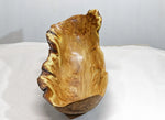 large oblong bowl, golden brown, burl bowl, mottled colors, live edge, Siberian black elm wood, irregular, asymmetric, 312-Q
