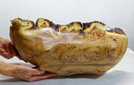 large oblong bowl, golden brown, burl bowl, mottled colors, live edge, Siberian black elm wood, irregular, asymmetric, 312-Q