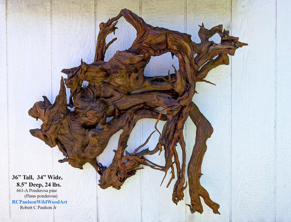 conjoined roots wall sculpture, Ponderosa pine wood, rustic refined, matte, 36x34x8.5'', Wabi Sabi, one-of-a-kind, irregular, ancient, 661-A