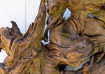 conjoined roots wall sculpture, Ponderosa pine wood, rustic refined, matte, 36x34x8.5'', Wabi Sabi, one-of-a-kind, irregular, ancient, 661-A