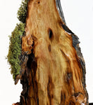.. desktop wood sculpture, tabletop sculpture, rustic refined, matte, food safe, 19.5" tall x 8x4, Wabi Sabi, one-of-a-kind, asymmetric, 666-A
