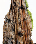 .. desktop wood sculpture, tabletop sculpture, rustic refined, matte, food safe, 19.5" tall x 8x4, Wabi Sabi, one-of-a-kind, asymmetric, 666-A