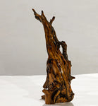 . 15 inch tall tabletop wood sculpture from a long time down-and-dead Ponderosa pine tree killed by lightening, 220-B