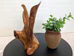 .. desktop sculpture, figured spruce root, wood sculpture, rustic refined, golden brown, 10.25'' tall, Wabi Sabi, one-of-a-kind, uneven, 256-A