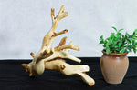 tabletop sculpture, lodgepole pine, witches broom, wood, rustic yet refined, 9.25 tall x12x10.5'', one-of-a-kind, asymmetric,616-A