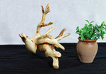 tabletop sculpture, lodgepole pine, witches broom, wood, rustic yet refined, 9.25 tall x12x10.5'', one-of-a-kind, asymmetric,616-A