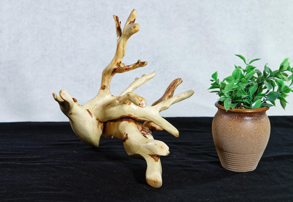 tabletop sculpture, lodgepole pine, witches broom, wood, rustic yet refined, 9.25 tall x12x10.5'', one-of-a-kind, asymmetric,616-A