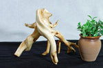 tabletop sculpture, lodgepole pine, witches broom, wood, rustic yet refined, 9.25 tall x12x10.5'', one-of-a-kind, asymmetric,616-A