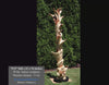 Video of an abstract 75.5" tall colorful freeform juniper sculpture turning 360 degrees.  