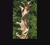 360 degree video of the top of the 75.5" tall abstract branching indoor western juniper wood sculpture emphasizing the tree's original shapes.  It has beautiful rich grain patterns, natural unaltered golden tan and maroon colors, flowing flared lines with multiple grooves, intriguing hooked shapes.  One-of-a-kind 75.5" tall by 21" x 20'' floor sculpture.  It is smooth but has a few carefully conserved naturally rough surfaces. Seen here against a green conifer tree background.