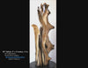Video of a 36.7" tall twisted natural wood floor sculpture. Some live edge enhancements. One-of-a-kind exotic,  It was created from Pacific Ocean driftwood.  It has beautiful and exotic grain patterns with rich natural golden orange, tan, brown, black and gray colors (no stains or artificial colors).  The art piece measures 36.7 x 14.5 x 12.25'', 21.87 lbs.   RC Paulson Wildwood Art